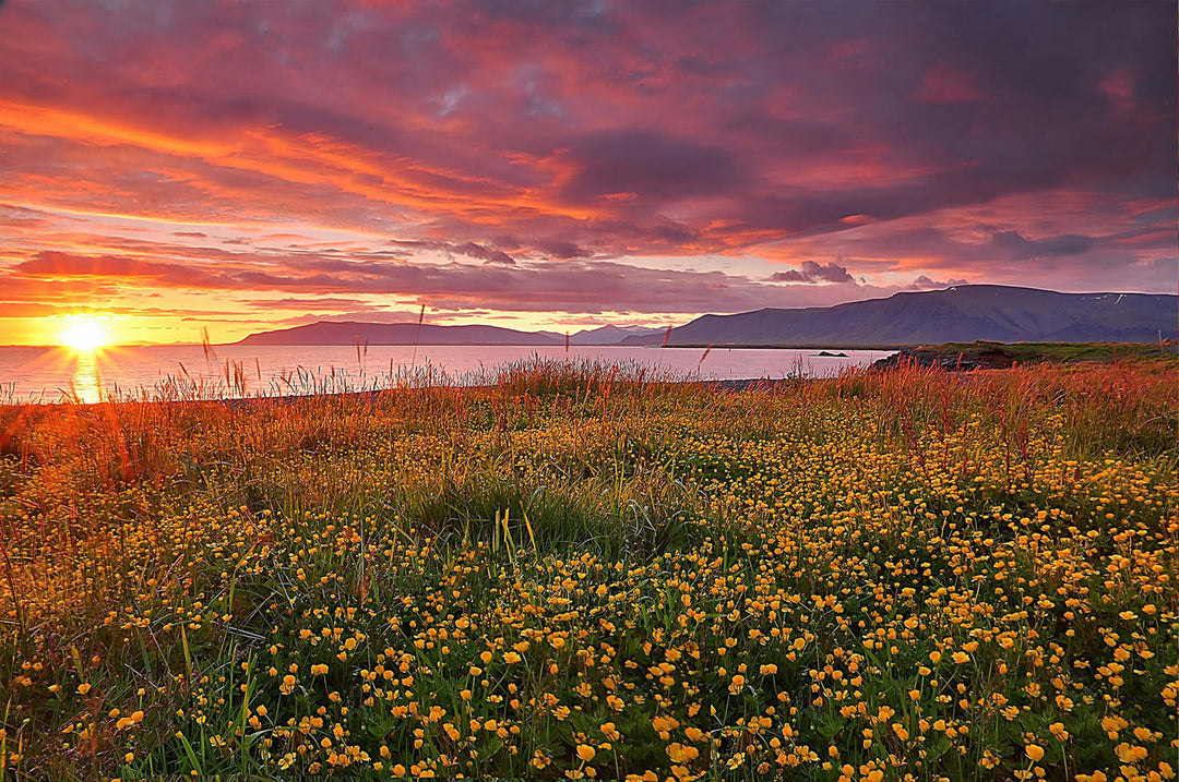 Lakeside sunset over the water, vibrant clouds, and a field of yellow flowers in foreground.
