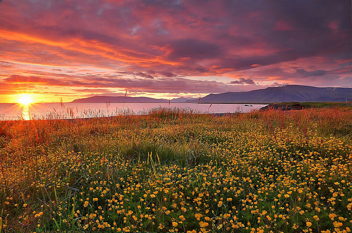 Lakeside sunset over the water, vibrant clouds, and a field of yellow flowers in foreground.