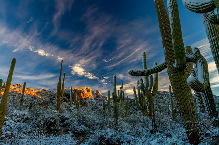Snowy desert landscape featuring towering cacti under a bright blue sky and scattered clouds.