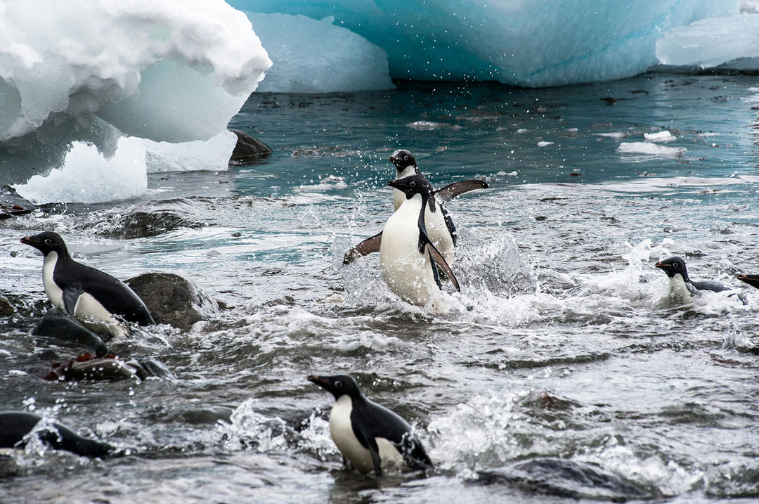 Happy Penguins playing in icy waters, perfect imagery for a 500/1000 piece puzzle design.