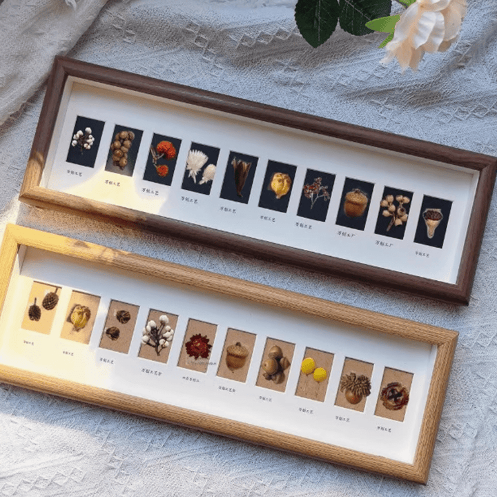 Shell Insect Specimen Photo Frame Ornaments