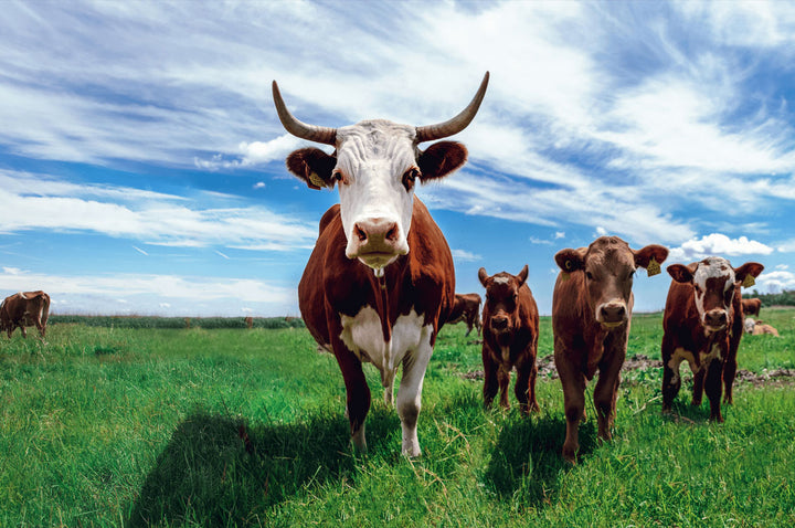 Cows on the Grassland 500 / 1000 Piece Puzzle