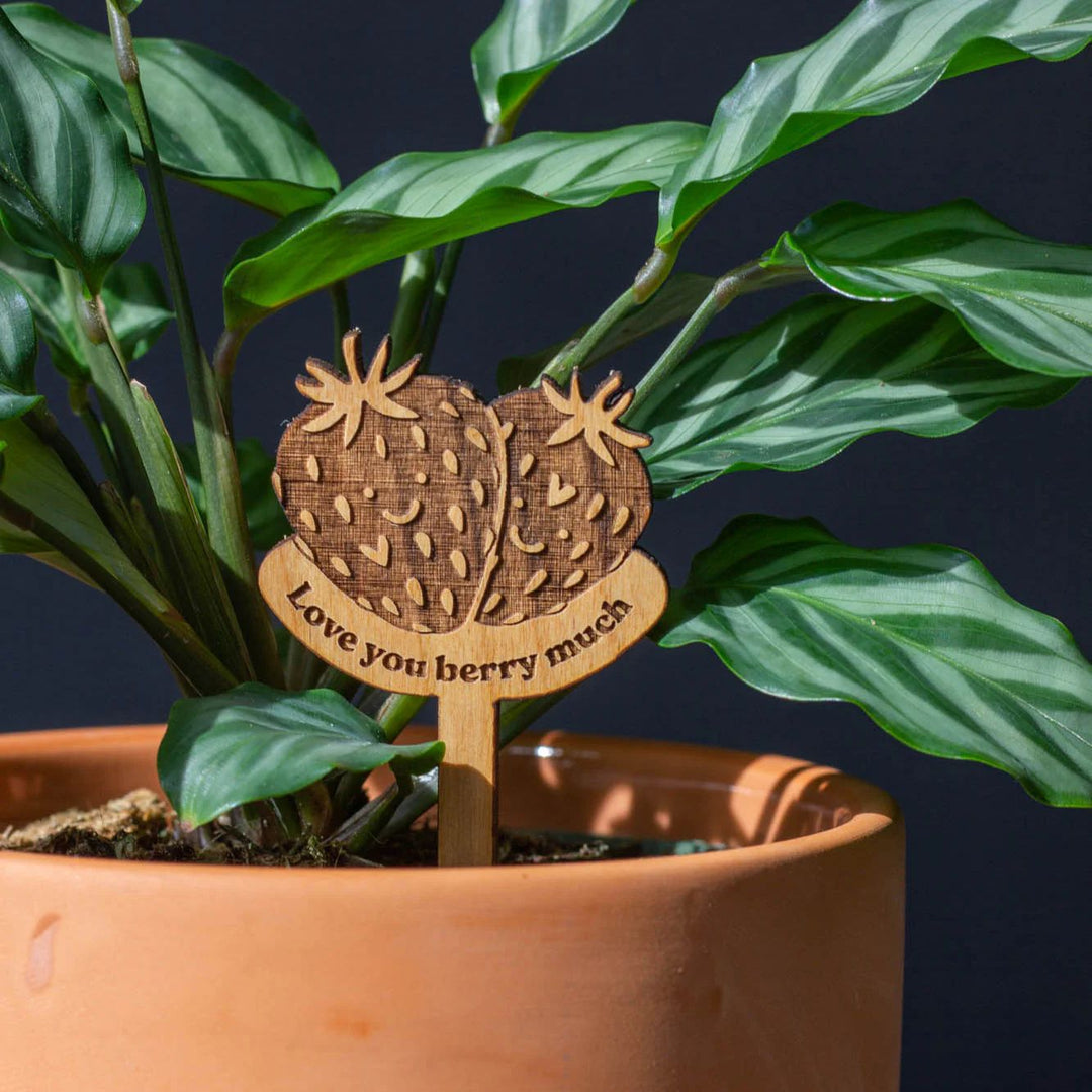 Wooden Plant Stand & Indoor Plant Gift, Suitable for Women, Plant Lovers, Birthday Gifts