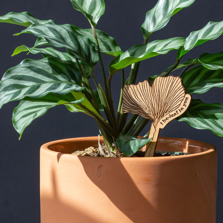 Wooden Plant Stand & Indoor Plant Gift, Suitable for Women, Plant Lovers, Birthday Gifts
